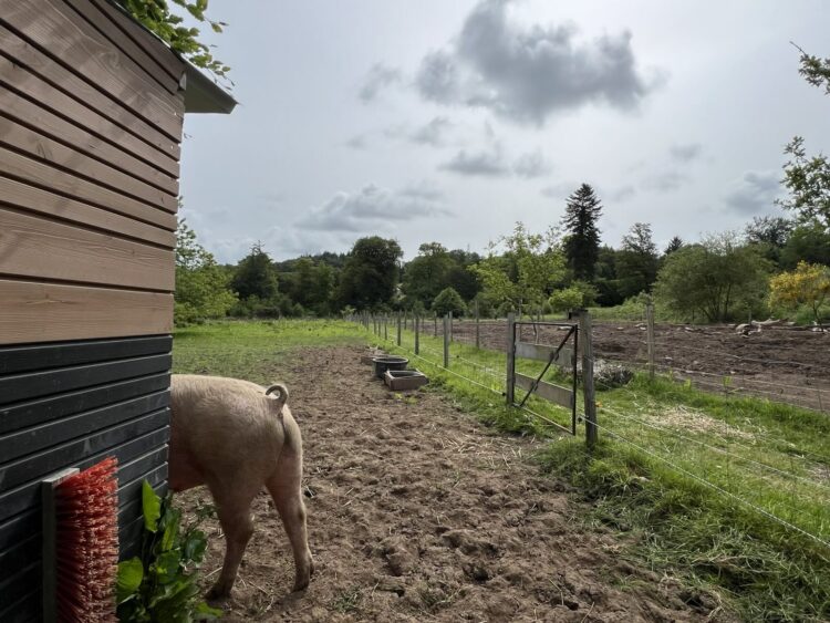 Ils sont trois cochons à se partager la parcelle à gauche. Au milieu, l'allée centrale, et au bout à droite, l'enclos pour les brebis. © Sarah Andres / Lisbeth 