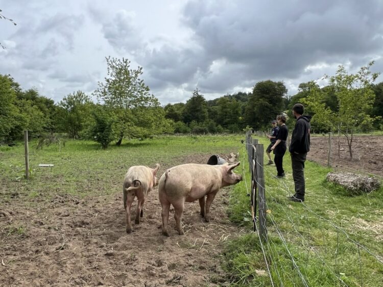 Ils sont trois cochons à se partager la parcelle à gauche. Au milieu, l'allée centrale, et au bout à droite, l'enclos pour les brebis. © Sarah Andres / Lisbeth 
