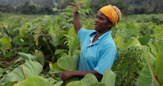 Image extraite du film documentaire "125 hectares", qui traite de politiques agricoles et alimentaires en Martinique.